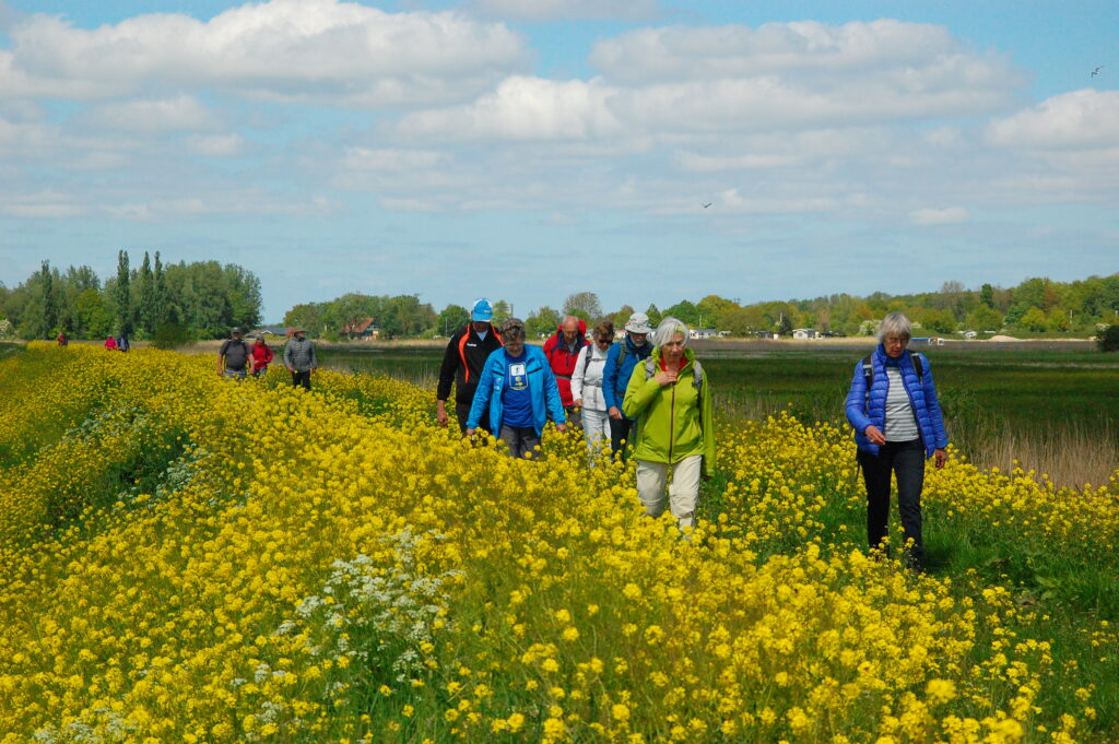 Groningen_Marlies in een veld koolzaad