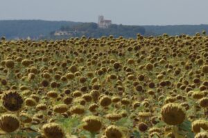 Zonnebloemveld met kathedraal van Vézelay in de verte