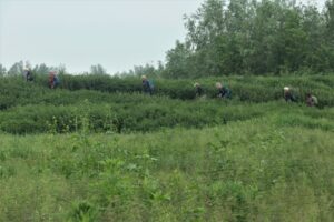 wandelaars in bos-weidelandschap