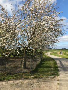 Jacobs appelboom regio Fryslân