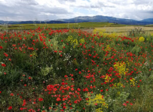Weids landschap met op de voorgrond een bloemenzee in rood, geel, groen en wit, regio Castilla La Mancha