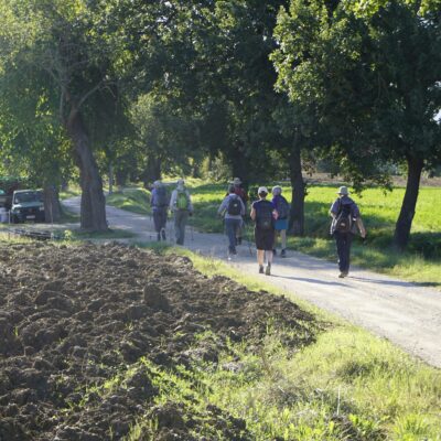 Pelgrims - op de rug gezien - wandelend op een weg met bomen, langs een weiland en