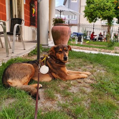 Hond Emy in de tuin bij de albergue in Grado