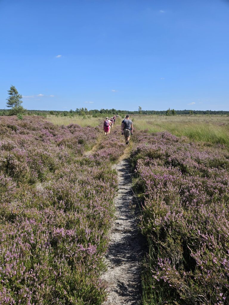 groep op heide
