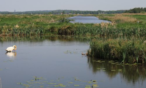 AMS westbroekse zodden_4355